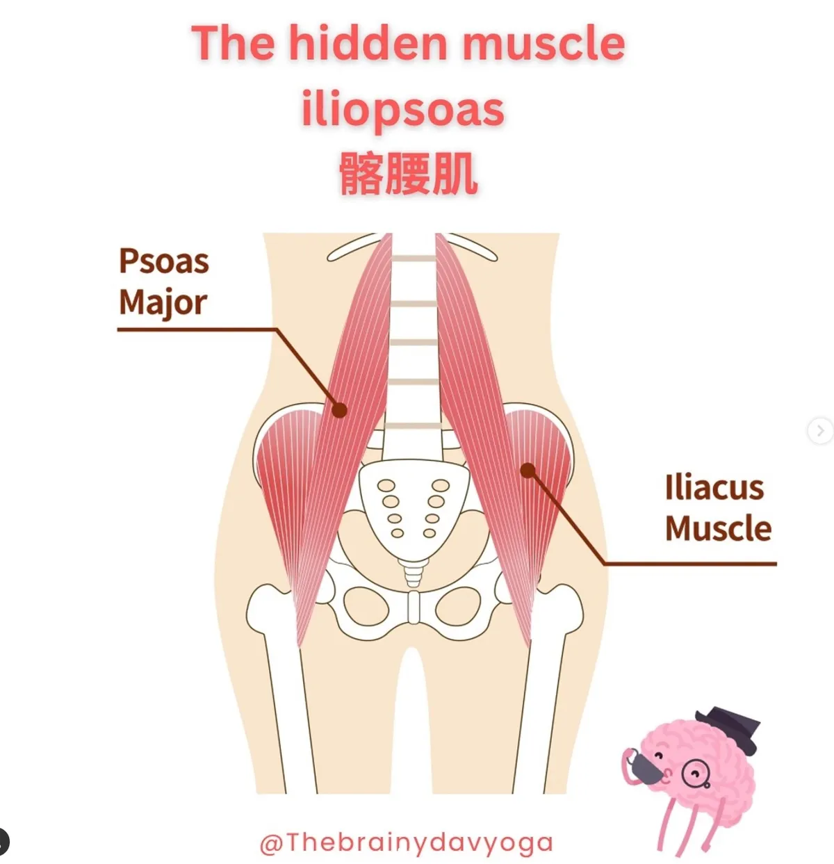 髂腰肌解剖圖