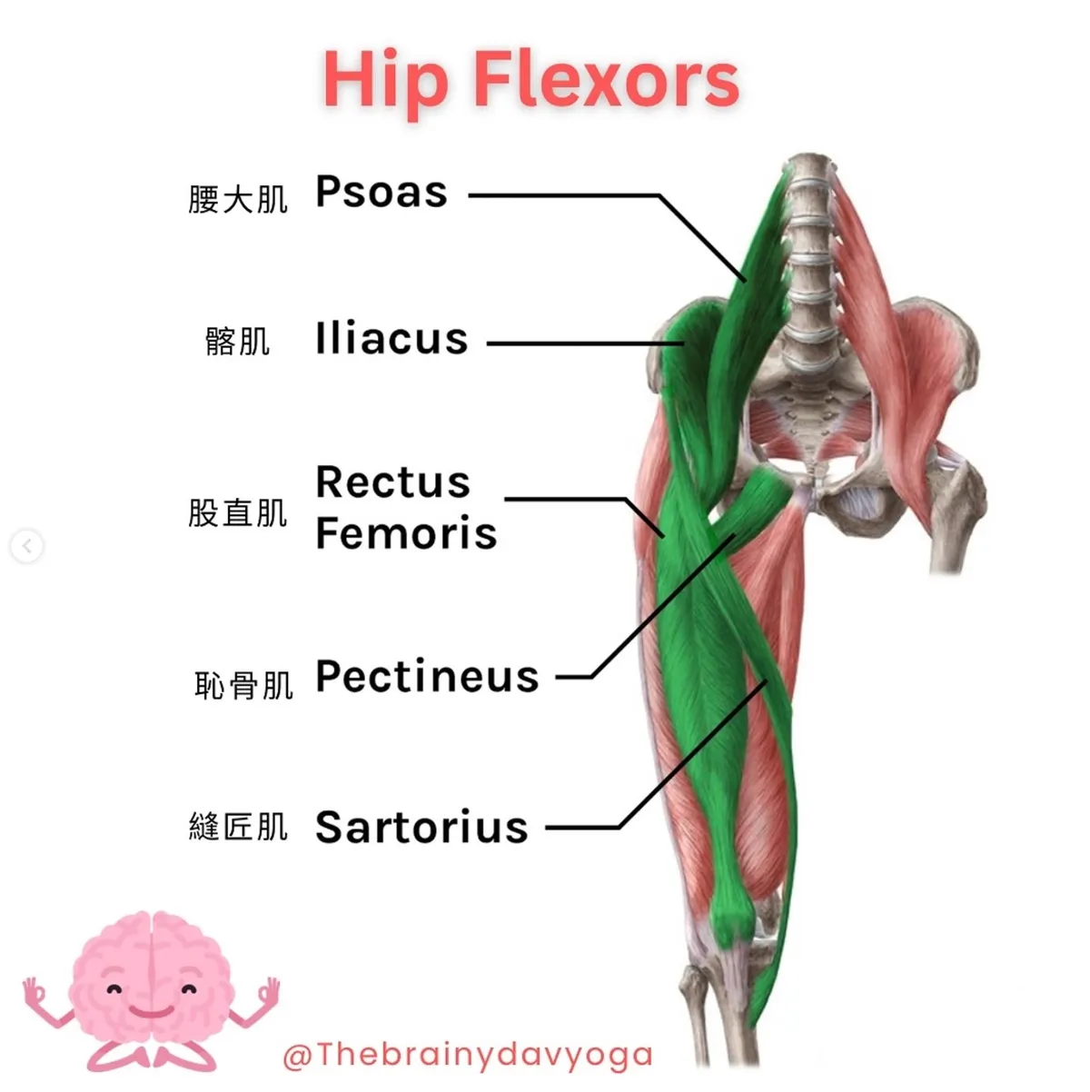 髂腰肌解剖圖